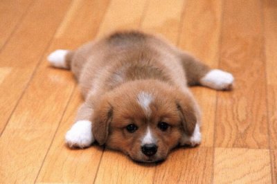 i love puppies