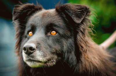 perro ojos bonitos