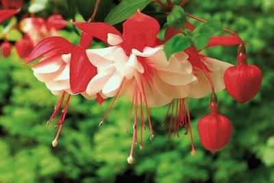(180) Flores