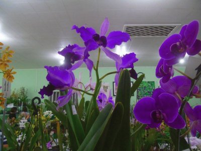 פאזל של Orquideas5