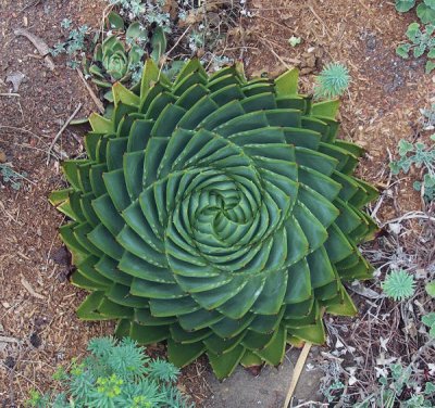 planta caracol