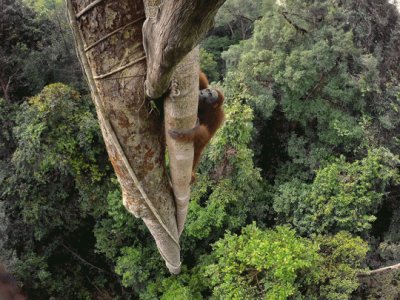 OrangutÃ¡n de Borneo jigsaw puzzle