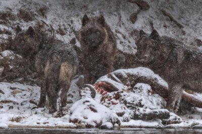 פאזל של Lobos comiendo Bisonte