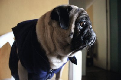 פאזל של PUG