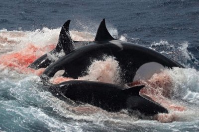 Orcas Cazando un Zifio