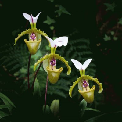 פאזל של Orquideas7