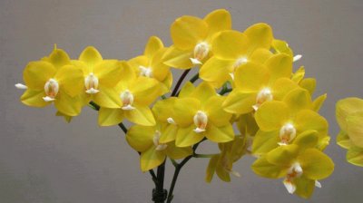 Orquideas8 jigsaw puzzle