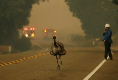 EmÃº escapando de incendio en California