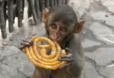 Mono en Calcuta