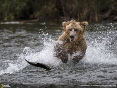 Oso Pardo pescando SalmÃ³n