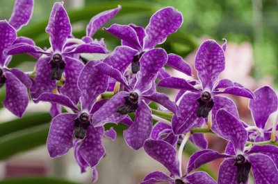 Orquideas7 jigsaw puzzle