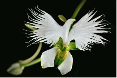 Orquideas jigsaw puzzle