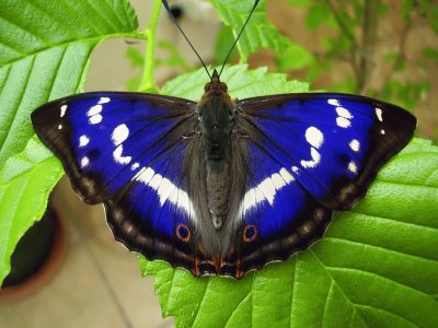 Borboleta