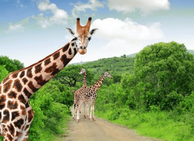 פאזל של Girafas