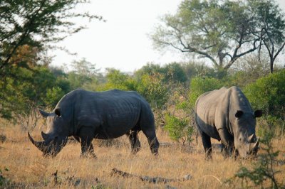 פאזל של Rinocerontes