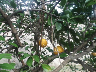 Small oranges jigsaw puzzle