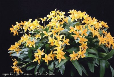 Orquideas9 jigsaw puzzle