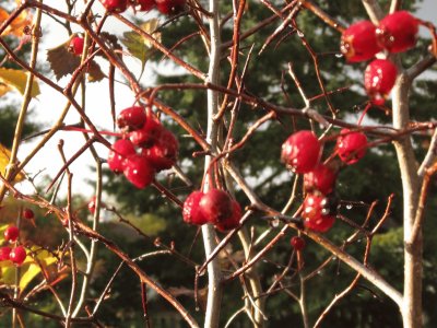 Berries on the bush