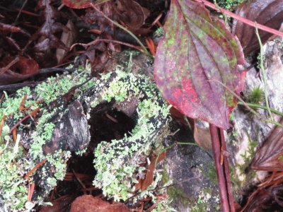 Fall on the forest floor