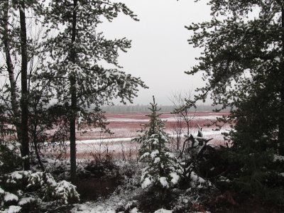 Winter on the blueberry fields