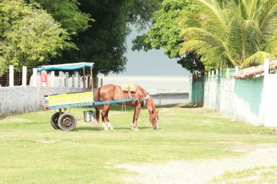 פאזל של Cavalo na Carroça