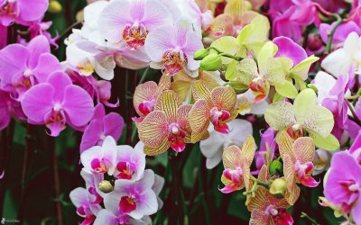 Orquideas jigsaw puzzle