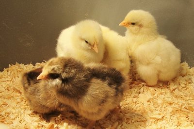 chicks cuddling