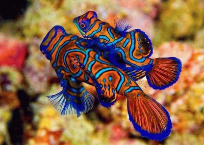 (209) Peixes ornamentais