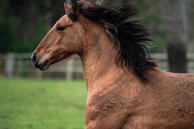 פאזל של Spanish Mustang Cimarron - Ani Trone