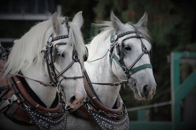 By: Roxanne Prothero Basford of Naches, Washington jigsaw puzzle