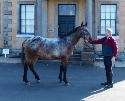 Orion a 17 hands blanket Appaloosa - Anne Nicholl jigsaw puzzle