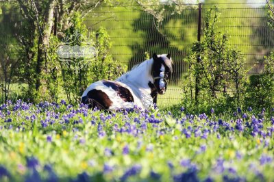 Shetland Pony mare, Cabaret - Olivia Friesen jigsaw puzzle