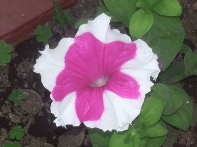 Petunia jigsaw puzzle