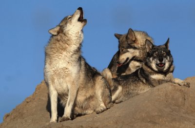 Lobos jigsaw puzzle