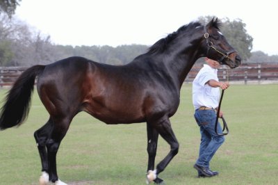 Gone Astray | 2006 Thoroughbred Stallion jigsaw puzzle