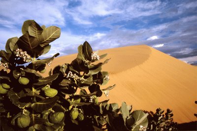 Entre tunas y cardones. FalcÃ³n - Venezuela jigsaw puzzle