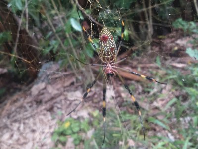 פאזל של ARAÃ‘A