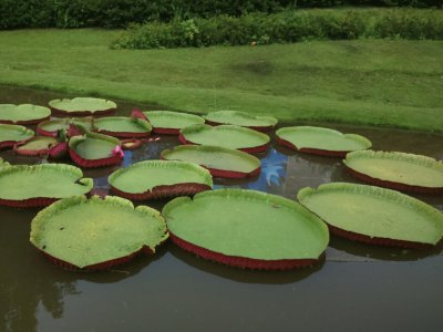 FLORA ACUATICA jigsaw puzzle