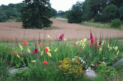 Irises and field