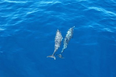 Dolphins in the water, Santa Catalina