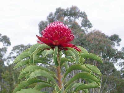 Waratah, Australia