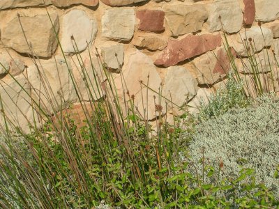 Grass textures, Australia