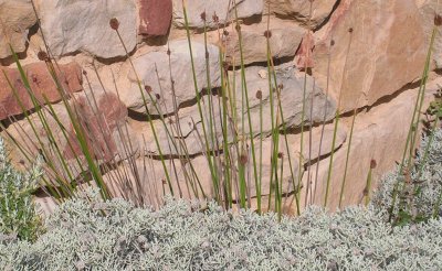 Grasses and wall, Australia