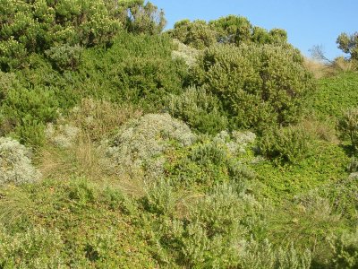 Coastal bushes, Great Ocean Road, Australia
