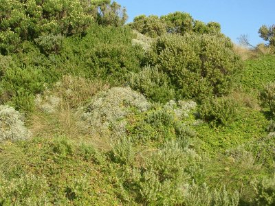 Coastal bushes, Great Ocean Road, Australia