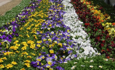 Rows of blue and yellow flowers