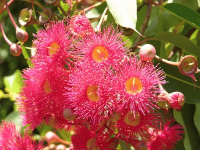 Red and yellow flowers on bush 2, Australia jigsaw puzzle