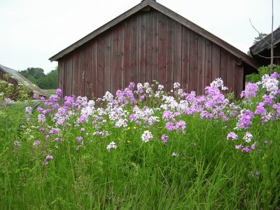 Wildflowers and barn, Sweden