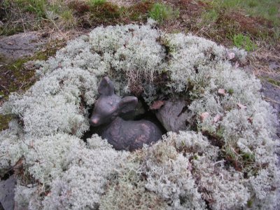 Fawn in moss, Sweden