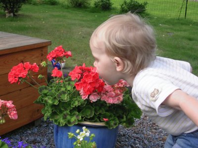 Toddler sniffing the flowers, Sweden